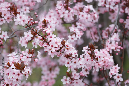 Branches of ornamental Pissardi plum blossoming with pink flowers, spring floral background.