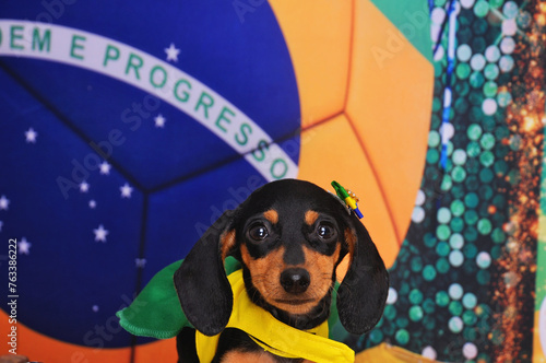 Φωτογραφία filhote de duchshund vestidas de brasil, bandeira do brasil, copa do mundo de fu