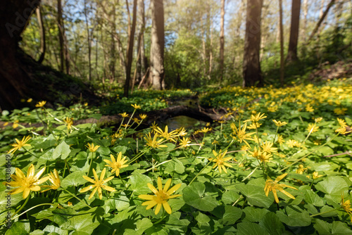 Fototapeta Naklejka Na Ścianę i Meble -  Esser celandine, pilewort or fig buttercup (Ficaria verna or Ranunculus ficaria L.) growing wild in the forest