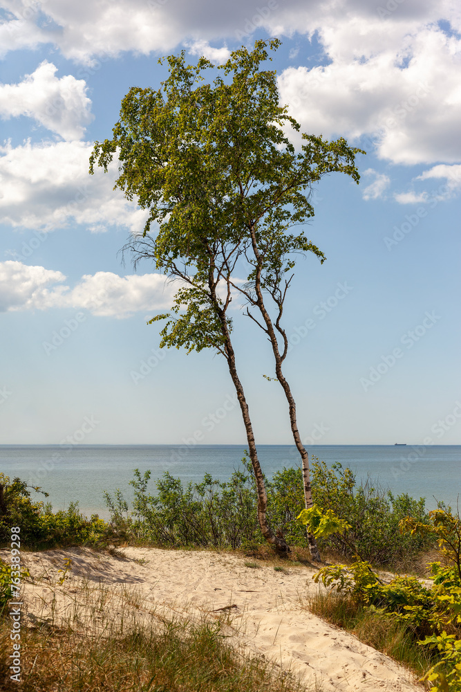 A beautiful place in the sand dunes by the sea with two young leaning birch trees