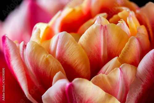 Close-up of delicate petals on a blossoming tulip; Calgary, Alberta, Canada photo