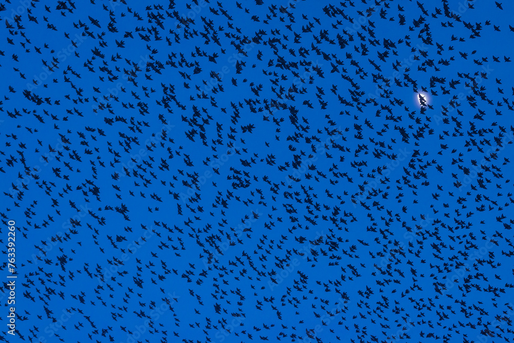 Murmuration of starlings at dusk in front of moon, RSPB Reserve Minsmere; Suffolk, England Murmuration of starlings at dusk in front of moon, RSPB Reserve Minsmere; Suffolk, England