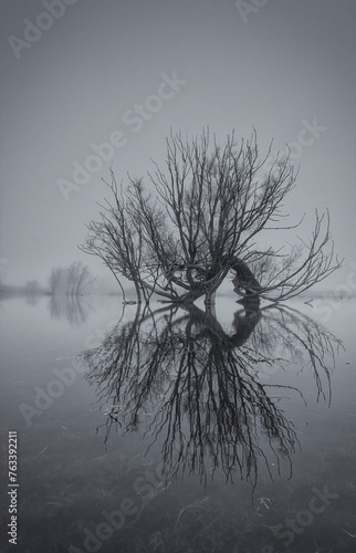 Old willow tree reflected in a flooded field, near Wicken Fen in Cambridgeshire, UK; Cambridgeshire, England photo