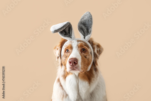 Cute Australian Shepherd dog in bunny ears on beige background, closeup. Easter celebration