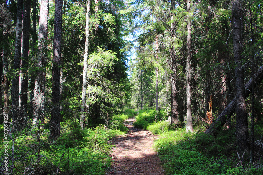 Fototapeta premium Deep in wild Sweden forest