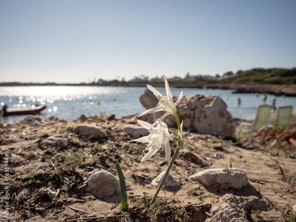 Blüte am Meer Blüte am Meer