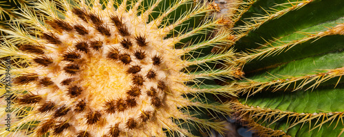Close-up detail of a cactus plant; Sicily, Italy photo