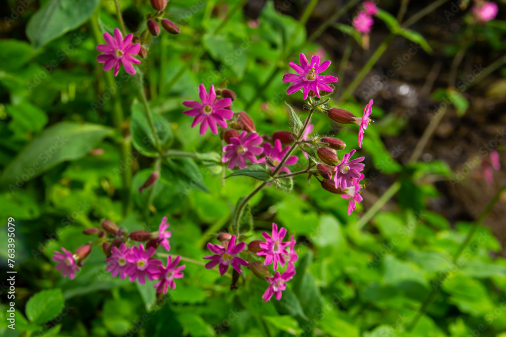 Silene dioica Melandrium rubrum, known as red campion and red catchfly, is a herbaceous flowering plant in the family Caryophyllaceae. Red campion Silene dioica Melandrium rubrum, known as red campion and red catchfly, is a herbaceous flowering plant in the family Caryophyllaceae. Red campion