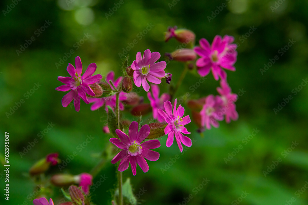 Silene dioica Melandrium rubrum, known as red campion and red catchfly ...