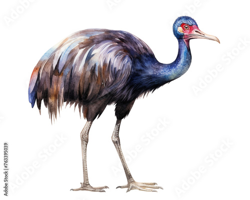 Cassowary