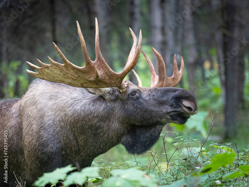 Close-up portrait of a large, bull moose (Alces Alces) scanning the boreal forest as the rut, or autumn breeding season begins in early September; Anchorage, Alaska, United States of America photo