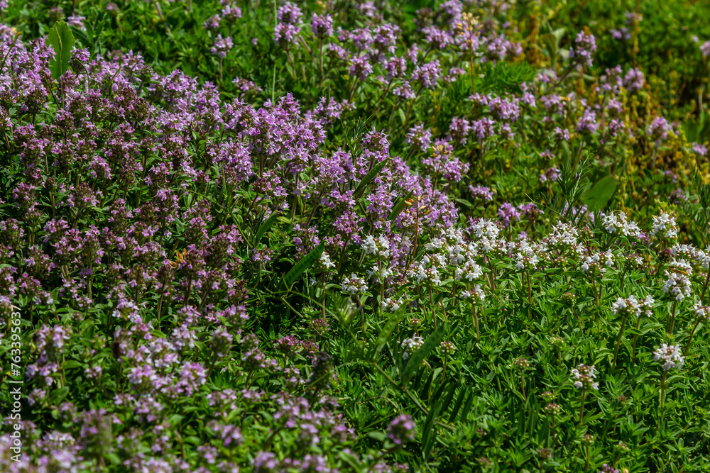 Blossoming fragrant Thymus serpyllum, Breckland wild thyme, creeping thyme, or elfin thyme close-up, macro photo. Beautiful food and medicinal plant in the field in the sunny day