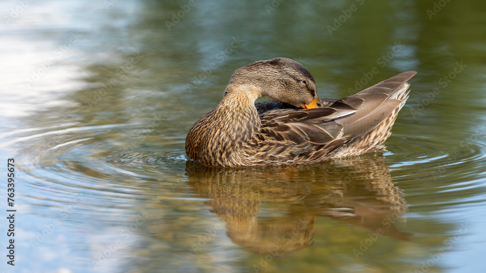 Close up photo, of a female brown duck who swimming in the water and combs her feathers with her beak Close up photo, of a female brown duck who swimming in the water and combs her feathers with her beak