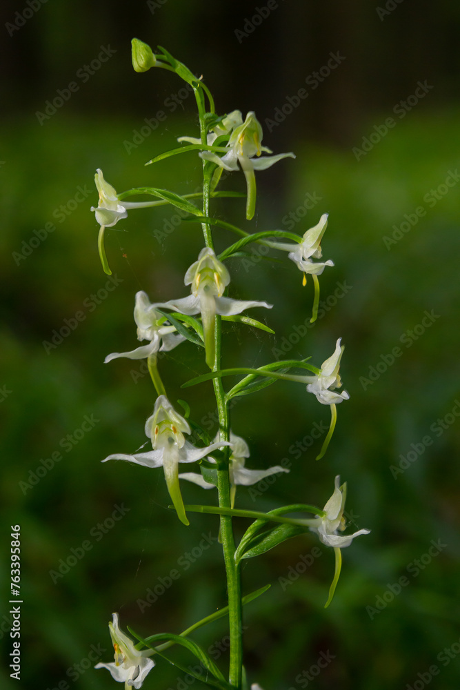 Platanthera bifolia, commonly known as the lesser butterfly-orchid is a species of orchid in the genus Platanthera. Blossom in the forest Platanthera bifolia, commonly known as the lesser butterfly-orchid is a species of orchid in the genus Platanthera. Blossom in the forest