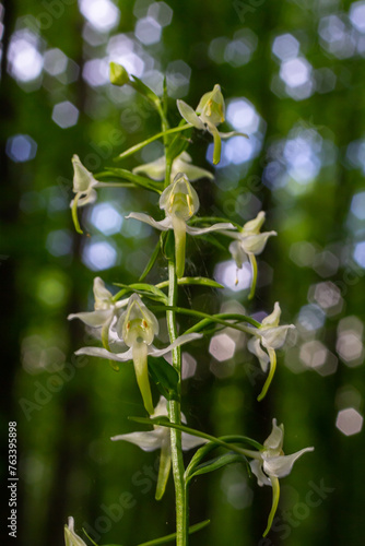 Platanthera bifolia, commonly known as the lesser butterfly-orchid is a species of orchid in the genus Platanthera. Blossom in the forest