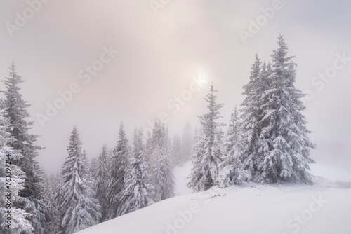 tief verschneite Bäume, Gasteinertal, Pongau, Salzburg, Österreich