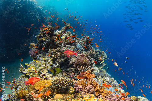 Fototapeta Naklejka Na Ścianę i Meble -  Underwater Tropical Corals Reef with colorful sea fish. Marine life sea world. Tropical colourful underwater seascape.