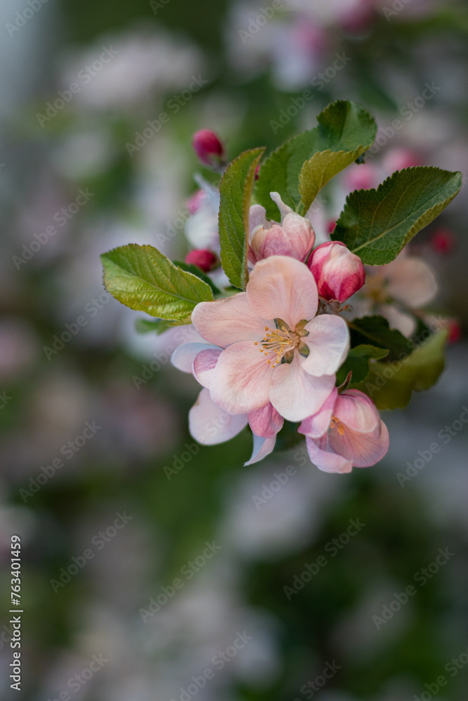 blooming apple orchard. close-up of an apple blossom in a spring garden. close-up of an apple blossom bud. close-up of blossoming apple tree on green background. close-up of a flower on a tree branch blooming apple orchard. close-up of an apple blossom in a spring garden. close-up of an apple blossom bud. close-up of blossoming apple tree on green background. close-up of a flower on a tree branch