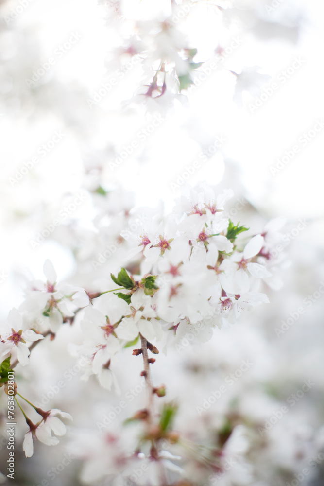 White flowers in the spring time.