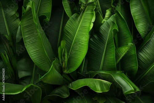 Banana leaves forming a natural background