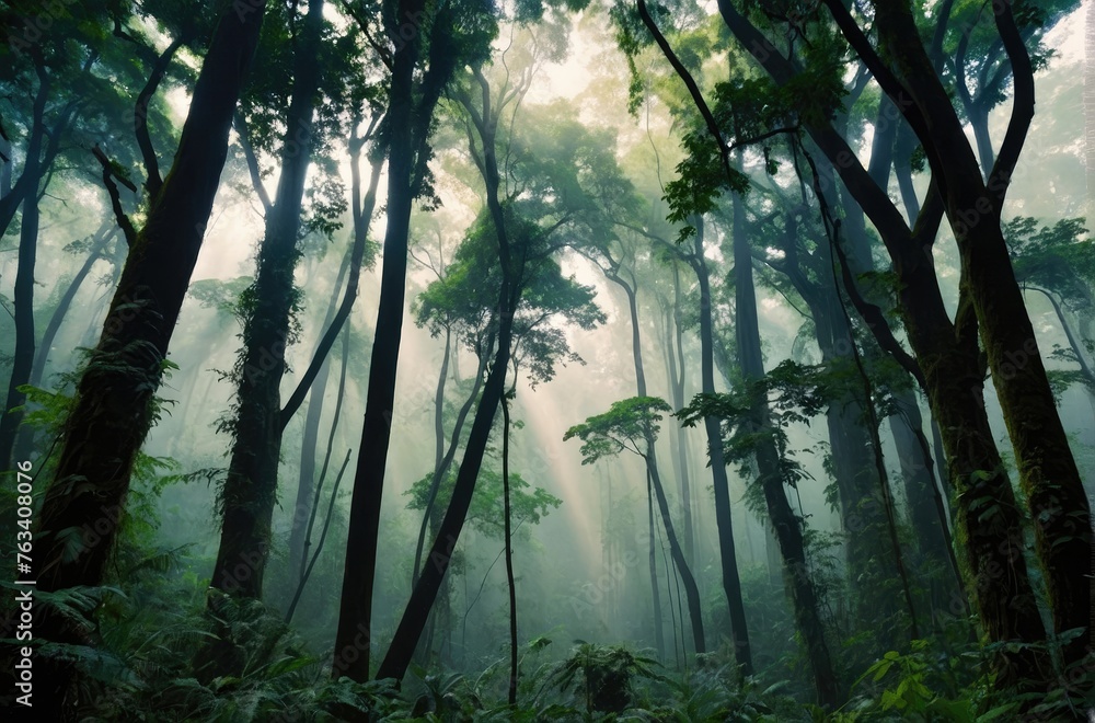 Fototapeta premium Forest Serenity: Sunlight Filtering Through Dense Trees