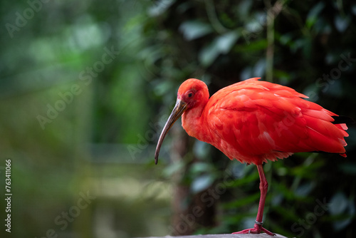 Photography The Guará is a pelecaniform bird