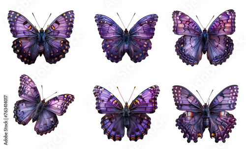 Purple butterfly set PNG. Purple butterfly PNG. Purple hairstreak butterfly. Purple butterfly top view flat lay PNG