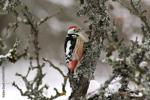Middle Spotted Woodpecker (Dendrocoptes medius) close up in winter time at bird feeder
