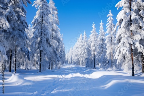 Snow-covered forest under a clear winter sky background
