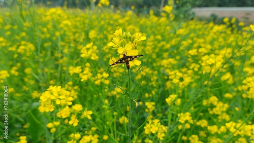 bee on a mustard flower plants