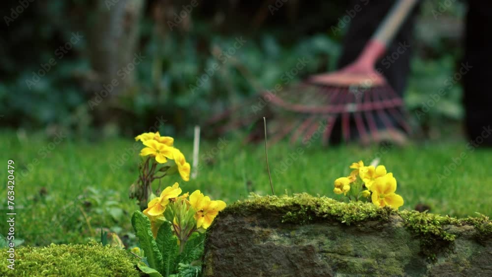 Yellow primrose flowers with gardener in background Yellow primrose flowers with gardener in background