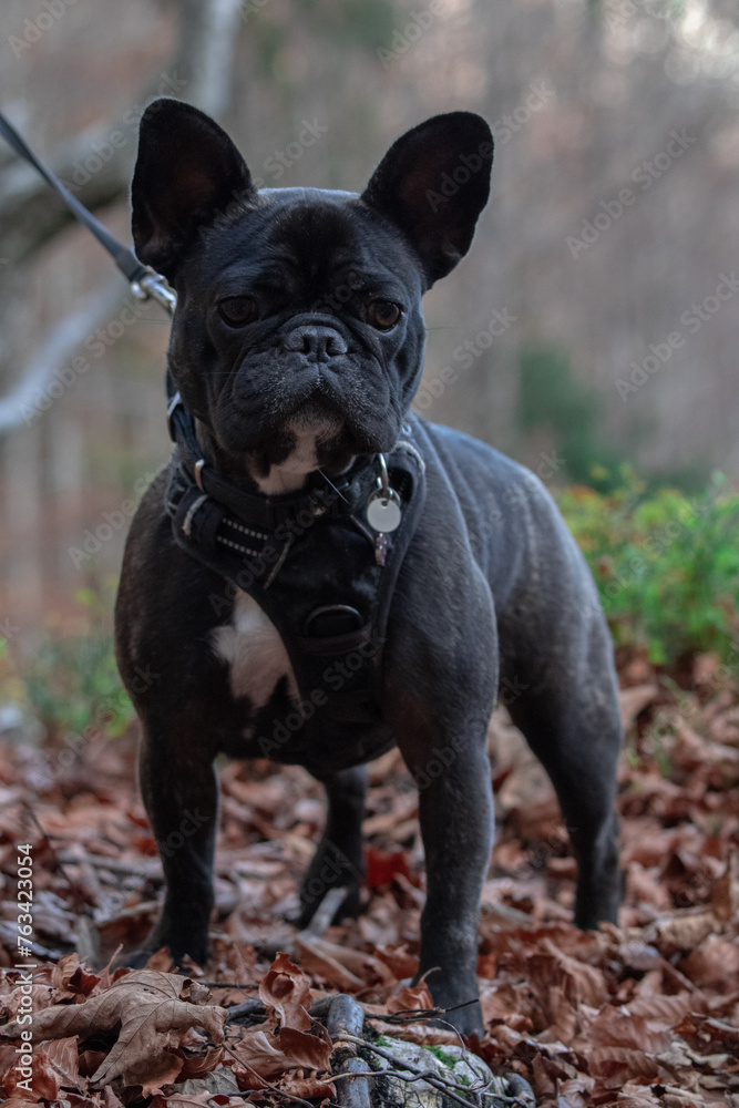 french bulldog portrat