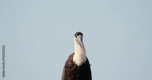 Asian Woolly-necked Stork Ciconia episcopus, Thailand. Shaking its head and preening its front feathers.	
 photo