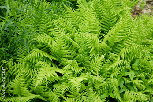 Field of ferns