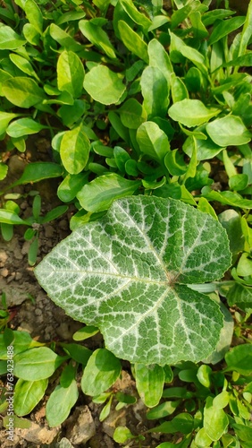 newborn plants fresh green leaf background 