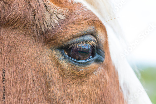 Close up for horse s eye