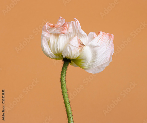 Nature background with close up of single white poppy flower