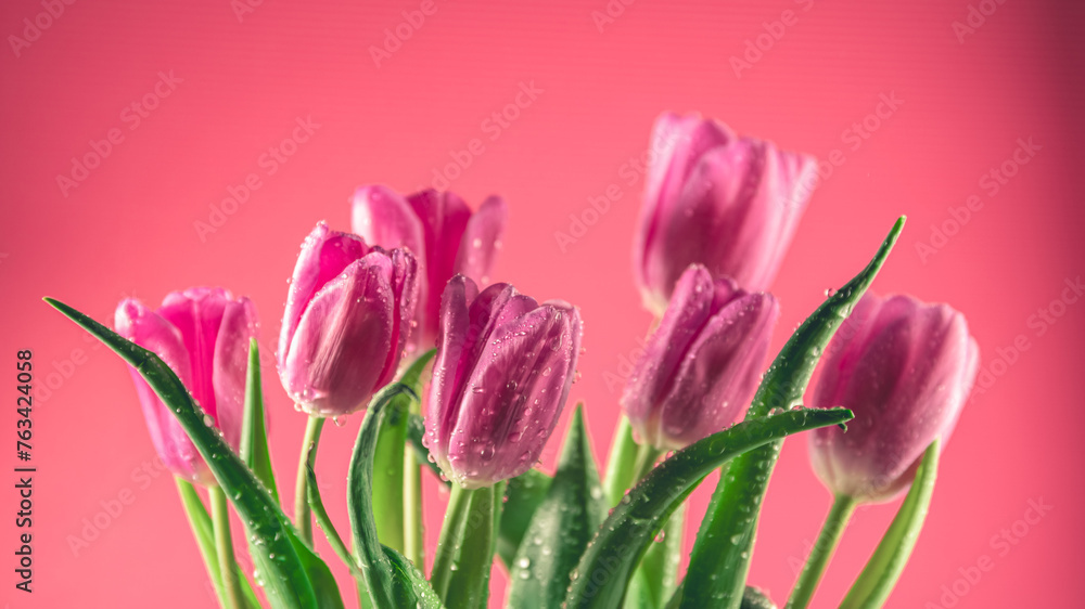 Fototapeta premium Bright pink tulips on a pink background. Concept of spring, holiday, spring blossom