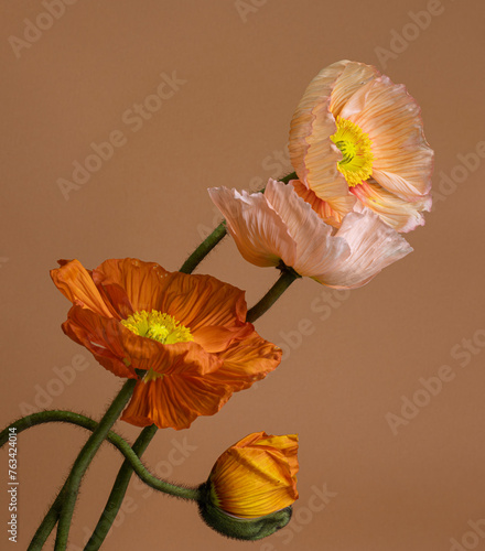 Stylish composition of beautiful poppies flowers. springtime botanical concept