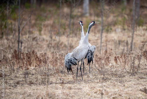 A pair of cranes is preparing for a wedding or mating. (Grus grus)