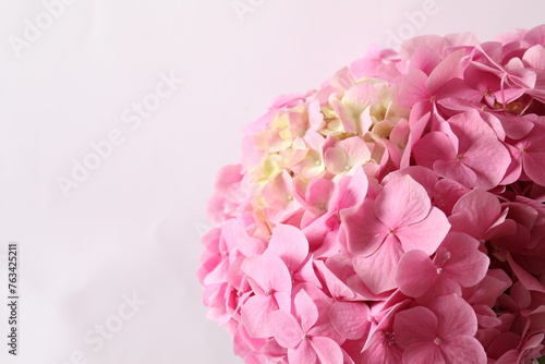 delicate pink hydrangea, close up
