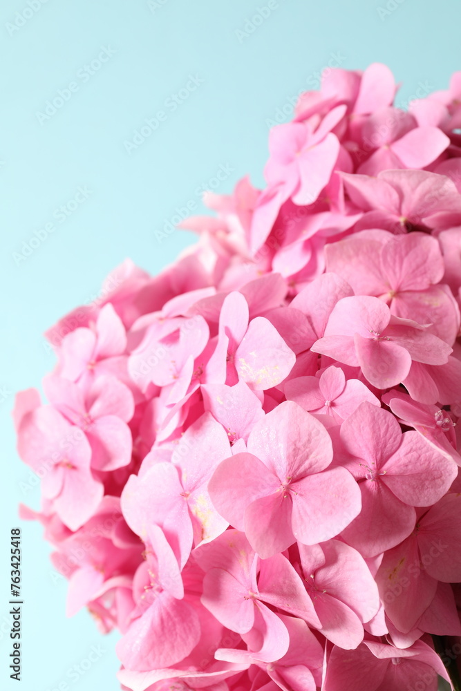 delicate pink hydrangea, close up
delicate pink hydrangea, close up
