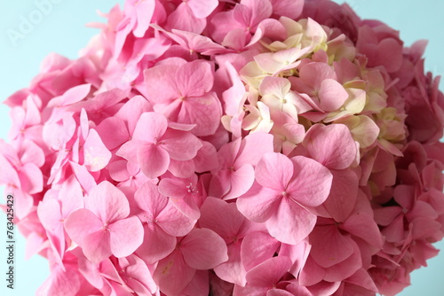 delicate pink hydrangea, close up 