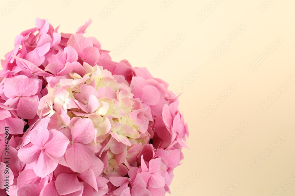 delicate pink hydrangea, close up
