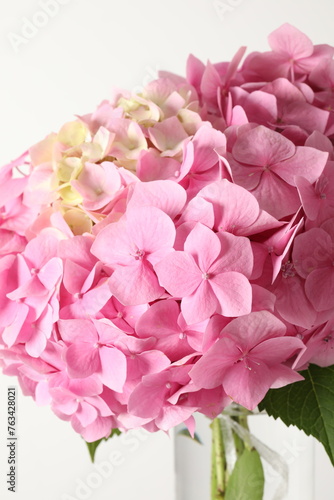 Fototapeta Naklejka Na Ścianę i Meble -  delicate pink hydrangea
