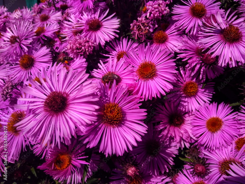 Vibrant purple autumn flowers bustling with bees Vibrant purple autumn flowers bustling with bees