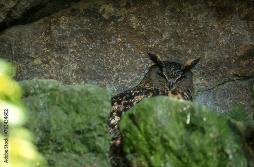 Grand duc d'Europe, nid,.Bubo bubo, Eurasian Eagle Owl