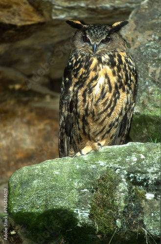 Grand duc d'Europe, nid,.Bubo bubo, Eurasian Eagle Owl