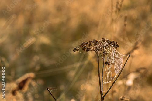 grass with dew and web in a field