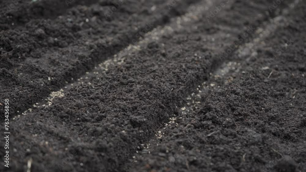 Seeding seeds in garden. Spring garden works. Seeding seeds in garden. Spring garden works.